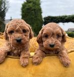 Maltipoo pups, Dieren en Toebehoren, Nederland, Overige rassen, 8 tot 15 weken, Meerdere