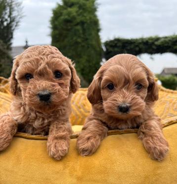 Maltipoo pups beschikbaar voor biedingen
