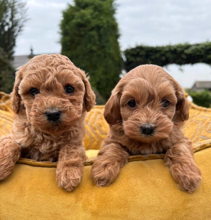 Maltipoo pups, Dieren en Toebehoren, Honden | Chihuahua's en Gezelschapshonden, Meerdere dieren, Overige rassen, Fokker | Professioneel