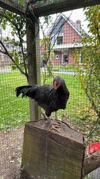 Mooie haan, Dieren en Toebehoren, Pluimvee, Mannelijk, Kip