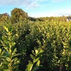 Coniferen en laurier planten 1m tot 2m hoog, Ophalen of Verzenden, Laurier, 100 tot 250 cm