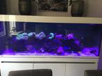 Aquarium, Ophalen, Gebruikt, Gevuld zeewateraquarium
