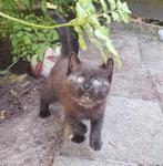 Halflangharige kitten, Dieren en Toebehoren, Katten en Kittens | Overige Katten, Poes