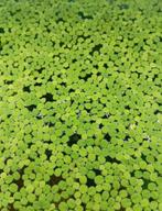 ACTIE !!!!! Salvinia Minima | Vlotvaren | Drijfplant, Dieren en Toebehoren, Vissen | Aquaria en Toebehoren, Ophalen, Nieuw, Plant(en), Steen of Hout