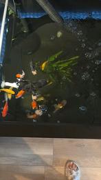 Hozelock vijverbak, Karper of Koi