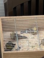 Kanaries en kooien tekoop., Dieren en Toebehoren, Meerdere dieren, Kleurkanarie