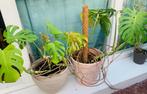 Twee grote monstera planten €25,-, Ophalen of Verzenden, Zomer, Overige soorten, Volle zon