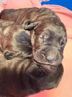 Presa canario pups, Dieren en Toebehoren, Rabiës (hondsdolheid), Overige rassen, 8 tot 15 weken, Meerdere