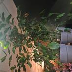 PRACHTIGE  VISSEN STAART PALM 2X, Tuin en Terras, Planten | Bomen, Bloeit niet, Overige soorten, 100 tot 250 cm, Ophalen