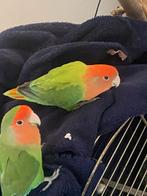 2agapornis, Dieren en Toebehoren, Vogels | Parkieten en Papegaaien, Papegaai
