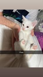 Kittens, Kortharig