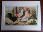 Litho Nuyens Bungartz Lubbert Pluimvee Vogels Kip Haan 1883, Antiek en Kunst, Ophalen of Verzenden