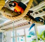 GEZOCHT/OPVANG & INKOOP VAN ALLE KROMSNAVELS FOREVERHOME🦜, Meerdere dieren, Papegaai, Tam