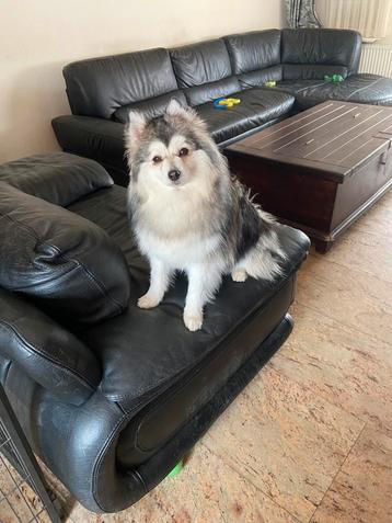 Prachtige lieve langharige f1b pomsky . beschikbaar voor biedingen