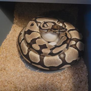 0.1 Orange Dream dh Clown Pied proven     ball python regius beschikbaar voor biedingen