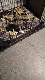 chihuahua pups, België, Fokker | Hobbymatig, Rabiës (hondsdolheid), 8 tot 15 weken