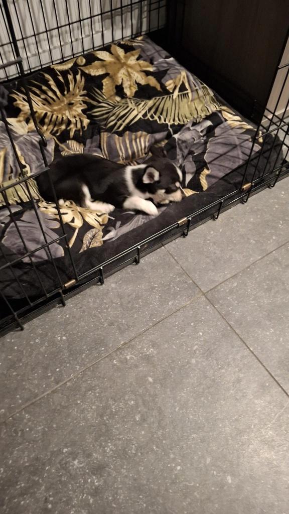 chihuahua pups, Dieren en Toebehoren, Honden | Chihuahua's en Gezelschapshonden, Meerdere dieren, Chihuahua, Fokker | Hobbymatig