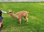Alpaca hengst fles veulen, Dieren en Toebehoren, Overige Dieren, Juni, Mannelijk