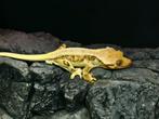 Tricolor lilly white wimpergekko man, Dieren en Toebehoren, Reptielen en Amfibieën, Hagedis