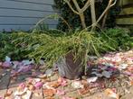 Thuja plicata 'Whipcord" draad conifeer, Bloeit niet, Minder dan 100 cm, Volle zon, In pot