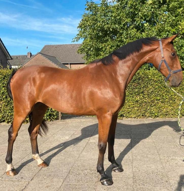 3,5 jarige springruin met fijn karakter, Dieren en Toebehoren, Paarden, Ruin, 3 tot 6 jaar, Dressuurpaard