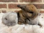 Prachtige minilop konijntjes 2 weken oud; evt met stamboom, Dieren en Toebehoren, Konijnen, Meerdere dieren, Dwerg, Hangoor, 0 tot 2 jaar