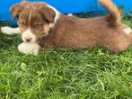 Australian pups geboren op 16 juni., Dieren en Toebehoren, Honden | Herdershonden en Veedrijvers, Overige rassen, CDV (hondenziekte)