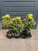 Ardisia, Tuin en Terras, Planten | Tuinplanten, Ophalen, Overige soorten, Volle zon