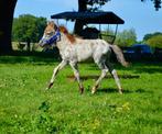 Appaloosa hengstveulen en merrieveulen te koop, Dieren en Toebehoren, Pony's, Hengst, A pony (tot 1.17m), 0 tot 2 jaar