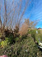 Gratis wilgentakken van 8 bomen, afhalen, snoeiafval, Ophalen, Volle zon, Overige soorten, 250 tot 400 cm