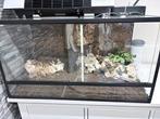 Terrarium, Dieren en Toebehoren, Reptielen en Amfibieën | Toebehoren, Ophalen, Zo goed als nieuw, Terrarium of Paludarium