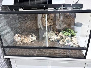 Terrarium 60 euro asap ophalen beschikbaar voor biedingen