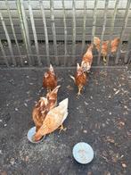 Vier jonge hennen en een haan, Dieren en Toebehoren, Pluimvee, Meerdere dieren, Kip