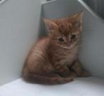 Kittens💘, Dieren en Toebehoren, Katten en Kittens | Overige Katten, Meerdere dieren, Kortharig, 0 tot 2 jaar