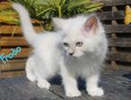 ragdoll kittens met stamboom, Kater, Gechipt, 0 tot 2 jaar