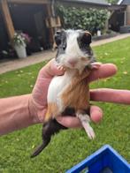 Mooie tamme cavia's in verschillende kleuren, Dieren en Toebehoren, Cavia, Februari, Meerdere dieren, Tam