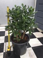 Crassula Ovata, Huis en Inrichting, Kamerplanten, Ophalen, Overige soorten, Halfschaduw, Minder dan 100 cm