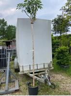 Sering witte bloemen bijzondere hoogstam aanbieding €65,00, Tuin en Terras, Volle zon, Minder dan 100 cm, Zomer, Overige soorten