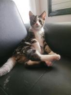 Maine coon kittens RODE POES / TIJGER KATER, Dieren en Toebehoren, Katten en Kittens | Raskatten | Langhaar, Meerdere dieren, Ontwormd