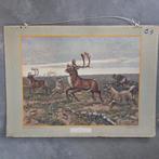 Schoolplaat In de Siberische vlakte – Koekkoek – 1924, Antiek en Kunst, Antiek | Schoolplaten, Ophalen of Verzenden, Natuur en Biologie