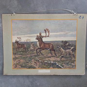 Schoolplaat In de Siberische vlakte – Koekkoek – 1924 beschikbaar voor biedingen
