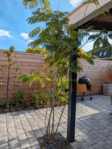 Perzische slaapboom (albizia) net geplaatst beschikbaar voor biedingen