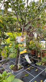 Kweepeer ‘appelvorm’, Tuin en Terras, Planten | Fruitbomen, Ophalen, Minder dan 100 cm, Lente