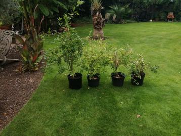 Granaatappel boompjes/struikjes  beschikbaar voor biedingen