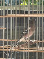 Vink man 2024  ruilen voor Mozambique sijs man, Mannelijk, Wildzangvogel, Geringd