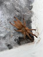 Chilobrachys huahini | Vogelspin | Adult