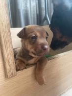 Jack russel pups - ophalen vanaf zat 27 december, Jack Russell Terriër, 8 tot 15 weken, Meerdere dieren, Eén hond