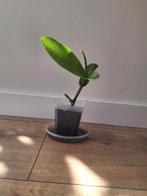 Gewortelde stek nepenthes alata, Huis en Inrichting, Kamerplanten, Ophalen of Verzenden, Overige soorten, Minder dan 100 cm