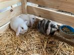 Jonge hangoor konijnen te koop, Dieren en Toebehoren, Konijnen, Meerdere dieren, Middelgroot, Hangoor