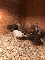 Wyandotte kriel hennetjes, Meerdere dieren, Kip